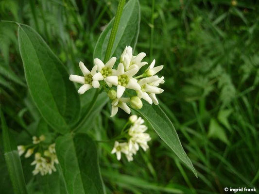 Vincetoxicum hirundinaria / Weiße Schwalbenwurz