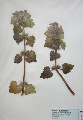Lamium purpureum / Purpurrote Taubnessel    (3/2004; Oberbergen/Kaiserstuhl)    (Herbarium Dr. Wolf v. Thun)