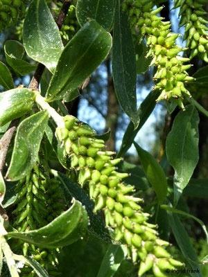 Salix alba / Silber-Weide