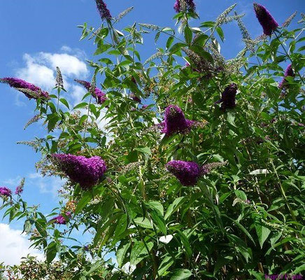 Buddleja davidii / Schmetterlingsstrauch