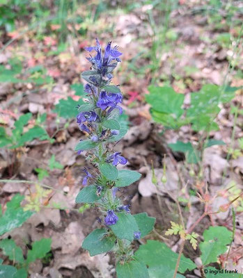 Ajuga genevensis / Genfer Günsel
