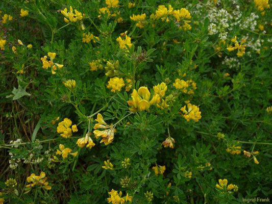 Sichelklee, gelbe Luzerne / Medicago falcata