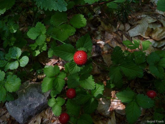 Potentilla indica / Scheinerdbeer-Fingerkraut