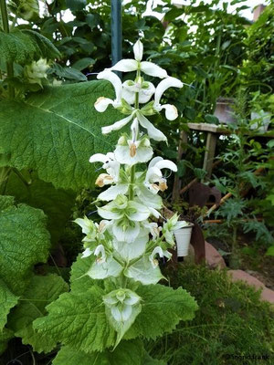 Salvia sclarea / Muskateller-Salbei