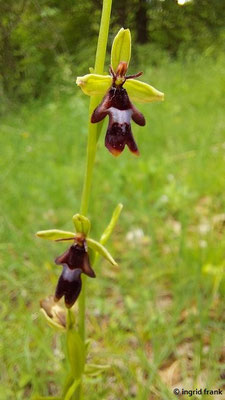 Ophrys insectifera / Fliegen-Ragwurz  V-VI