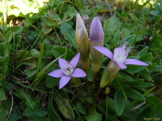 Gentianella lutescens / Karpaten-Kranzenzian    (03.09.2011; Kärnten, Innerfragant)