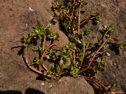 Portulaca oleracea / Gemüse-Portulak    (08.09.2012; Neckarufer in Neckarsteinach)