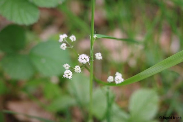 Sanicula europaea / Wald-Sanikel   (24.05.2023; Welzheimer Wald bei Lorsch)