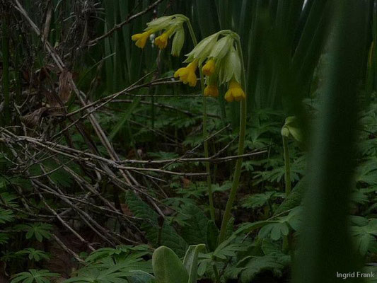 15.04.2010-Primula veris - Duftende Schlüsselblume, Wiesen-Schlüsselblume