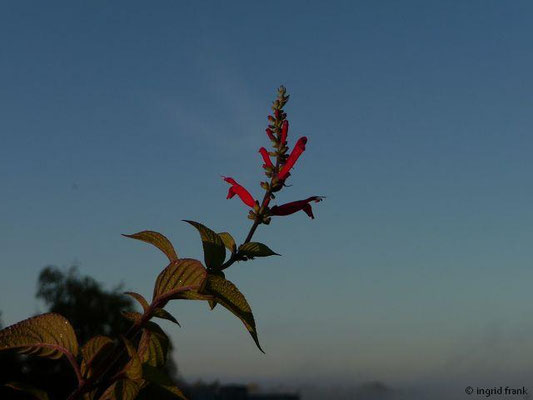 Salvia elegans / Ananas-Salbei 