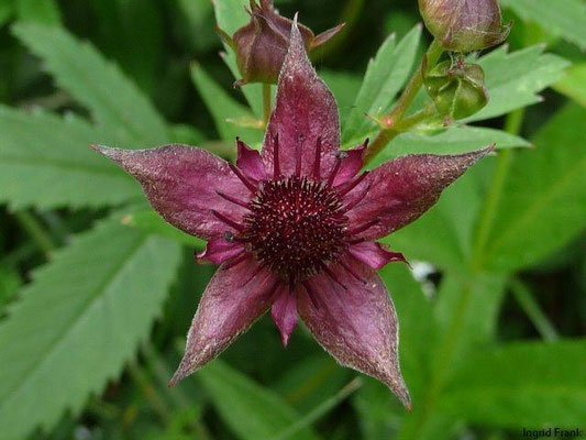 Comarum palustre / Blutauge