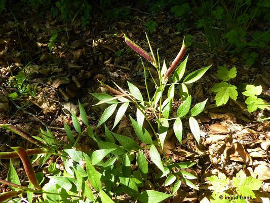 Lathyrus vernus / Frühlings-Platterbse    (18.05.2020; Schertelshöhle)