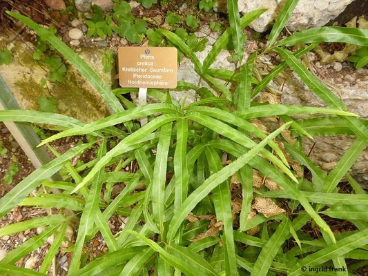 Pteris cretica / Kretischer Saumfarn   (Botanischer Garten der Universität Basel)
