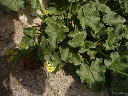Ecballium elaterium / Spritzgurke    (27.04.2016; Italien, Insel Elba)