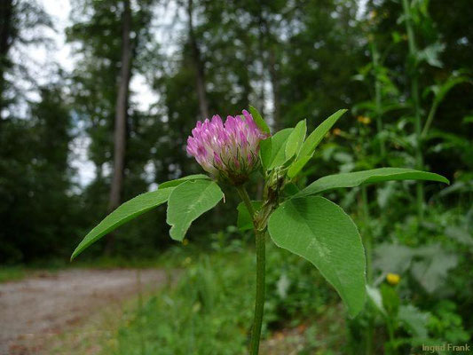 Platz 6: Rot-Klee / Trifolium pratense    (nachgewiesen in 1153 der 1161 Kartierquadranten)