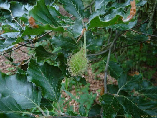 "9.05.2011: Fagus sylvatica / Rotbuche