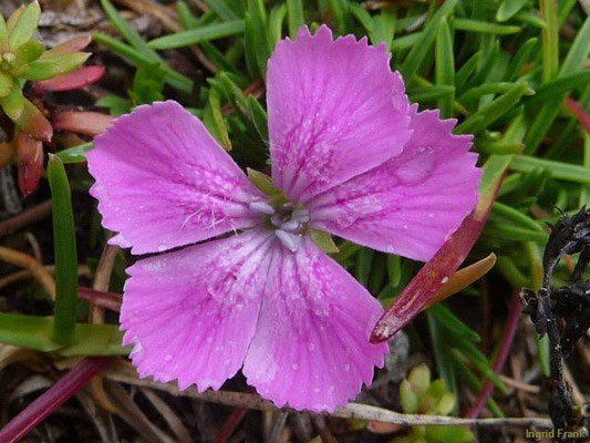 Dianthus glacialis - Gletscher-Nelke