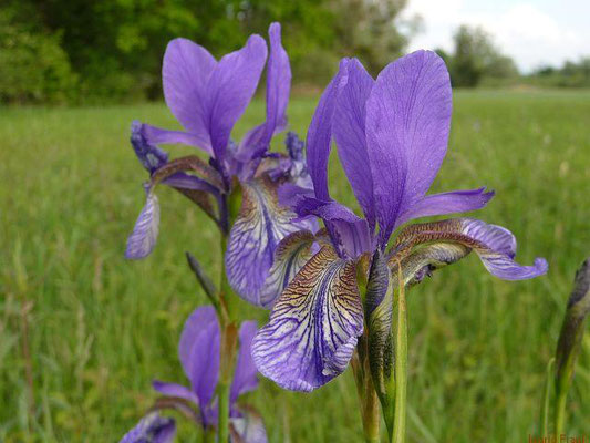 Iris sibirica / Sibirische Schwertlilie