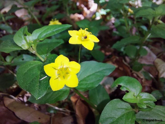 Lysimachia nemorum / Hain-Gilbweiderich  (10.05.2025; Heidelberg, Königstuhl)