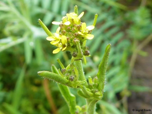 Sisymbrium officinale / Wege-Rauke  (26.04.2022)