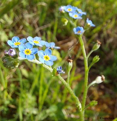 Myosotis ramosissima / Raues Vergissmeinnicht    IV-VI