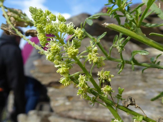 Reseda spec. (55 Arten)