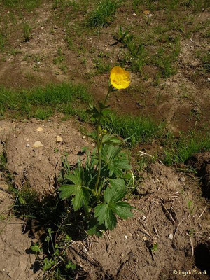 Ranunculus montanus / Berg-Hahnenfuß