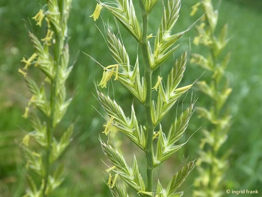 Lolium multiflorum / Italienisches Raygras    VI-VIII