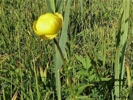 Trollius europaeus / Europäische Trollblume