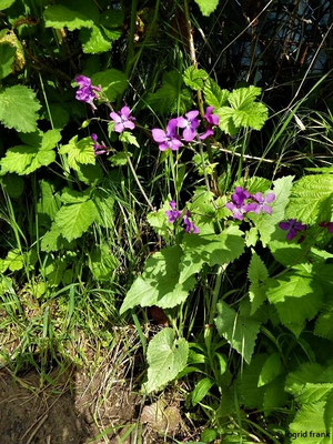 Lunaria spec. (3 Arten)