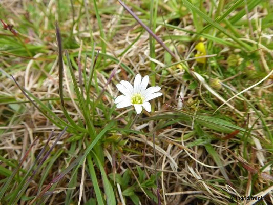 Cerastium arvense / Acker-Honrnkraut    IV-VIII