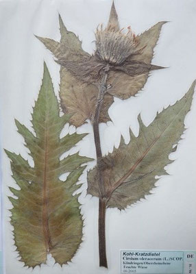 Cirsium oleraceum / Kohl-Kratzdistel   (06/2005; Köndringen, Oberrheinebene)   (Herbarium Dr. Wolf von Thun)