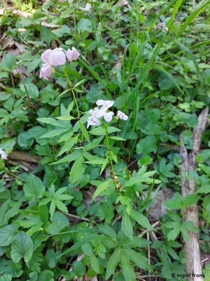 Cardamine bulbifera / Zwiebel-Zahnwurz  (01.05.2025; Eybtal bei Geislingen an der Steige)