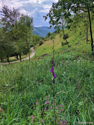 Campanula rapunculoides / Acker-Glockenblume    (26.07.2023; Übersberg bei Pfullingen)