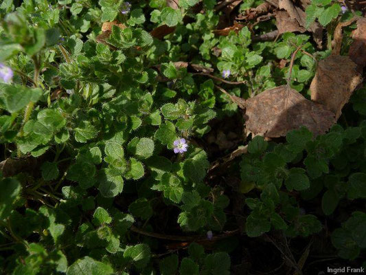 Veronica hederifolia / Efeublättriger Ehrenpreis