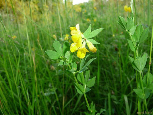 Lotus corniculatus / Gewöhnlicher Hornklee