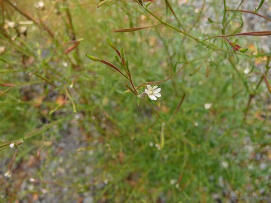Epilobium brachycarpum / Kurzfrüchtiges Weidenröschen    VII-IX