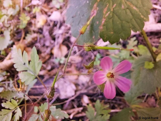 Geranium robertianum / Ruprechtskraut   (11.08.2023; Heidelberg, Haarlassweg)