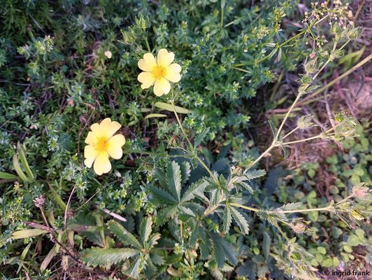 Potentilla recta / Aufrechtes Fingerkraut  (18.09.2025; Kloster Marienthal)