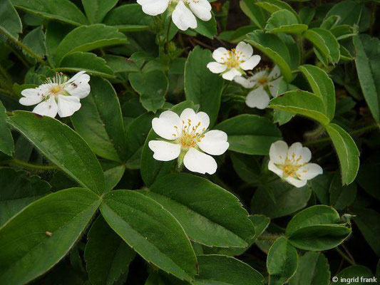 Potentilla montana  (Fremdländische Pflanze; Botanischer Garten Berlin)