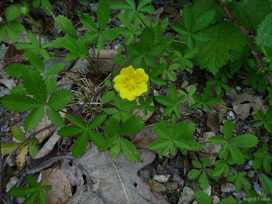 Potentilla reptans / Kriechendes Fingerkraut    VI-VIII