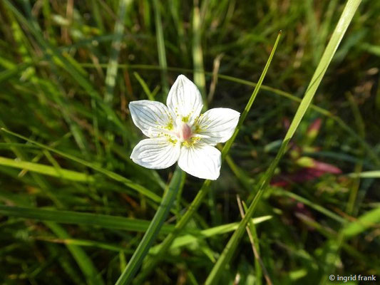 Parnassia palustris / Sumpf-Herzblatt    VII-IX