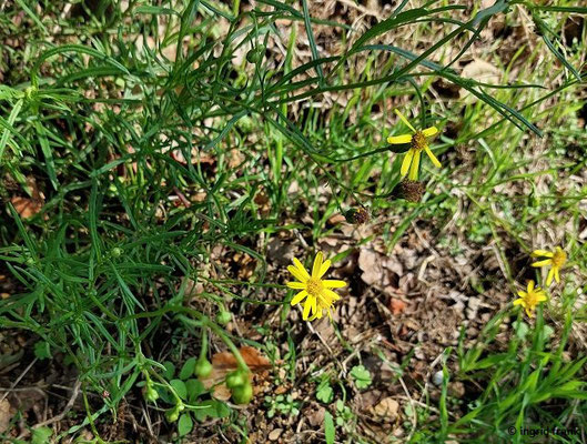 Senecio inaequidens / Schmalblättriges Greiskraut   (17.08.2023; Ruine Schauenburg bei Dossenheim)