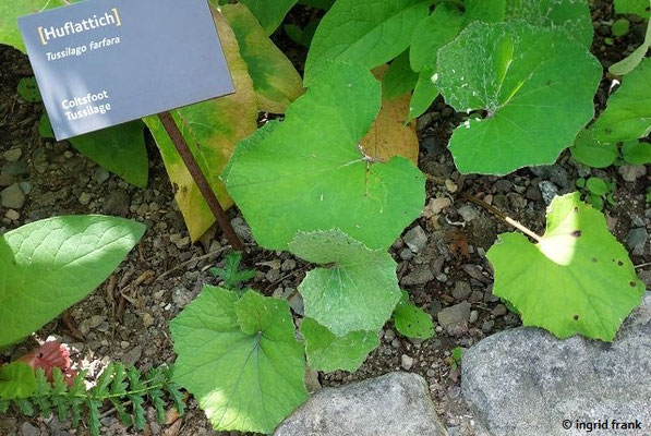 Tussilago farfara / Huflattich
