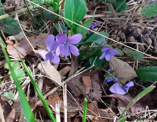 Viola rupestris / Sand-Veilchen  V-VI