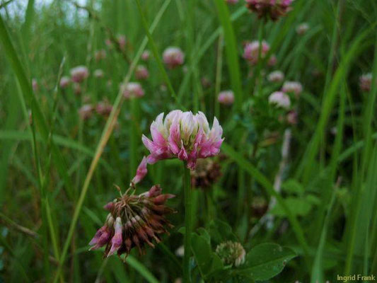Trifolium hybridum / Schweden-Klee    V-IX