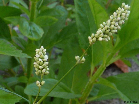 Persicaria maculosa / Floh-Knöterich