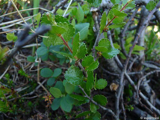 Betula nana / Zwerg-Birke