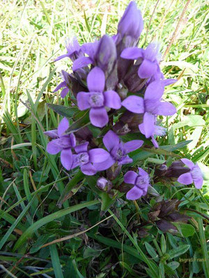 Gentianella campestris / Feld-Kranzenzian