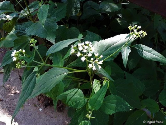 Ageratina altissima / Hohe Natternwurz (30.07.2019; Mannheim, Luisenpark)